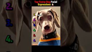 Top Funny Dog Facial Expressions 🐶#FunnyDogs #PetMemes #CutePets #DogReactions