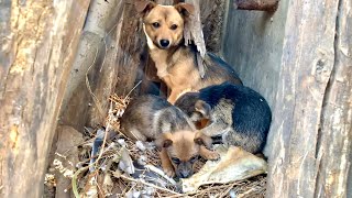 Heartbreaking! Stray dog gave birth in the wild, nearly starving her puppies without food.