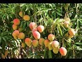 Grow Your Own Mangoes In Containers! - Complete Growing Guide