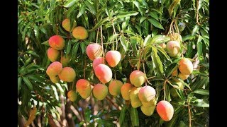 Grow Your Own Mangoes In Containers! - Complete Growing Guide