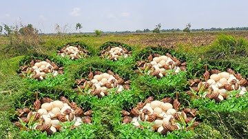 wow wow unique! Harvest duck eggs and snails a lot under grass at field by hand skills
