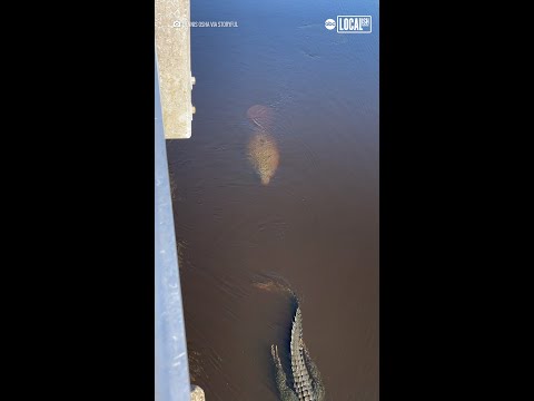 Video: Există aligatori în râul manatee?