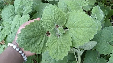 Eddagala Lya Mazzi Agatobya Obuliri Lirino