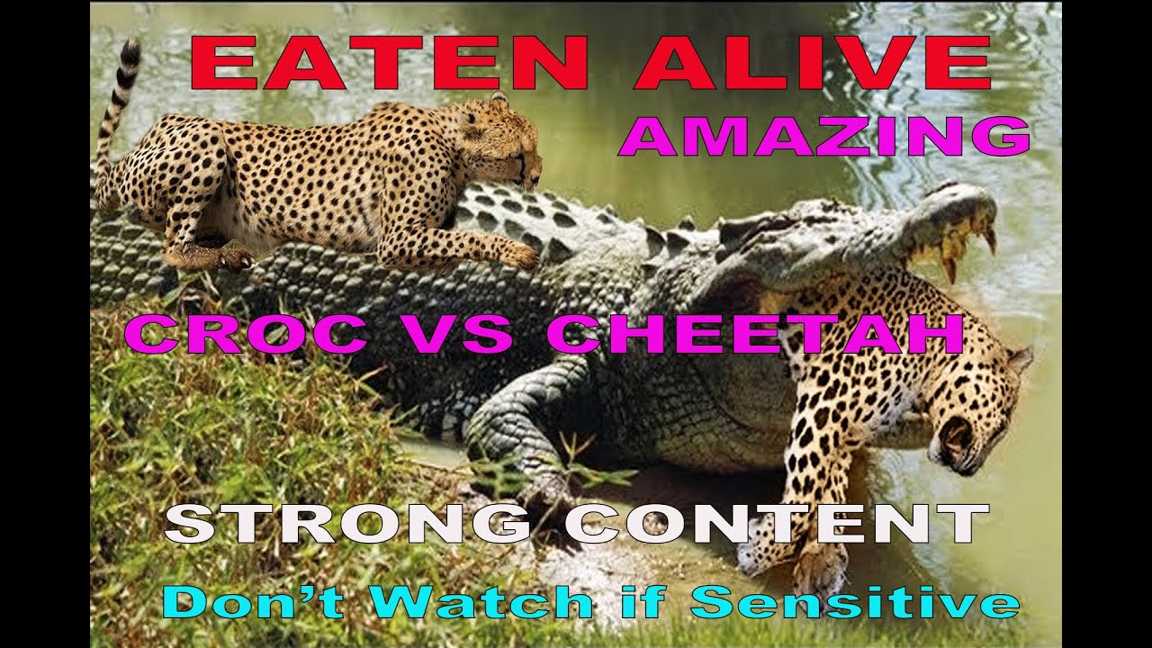 CROCODILE EATS CHEETAH ALIVE "GONE VIRAL" - YouTube