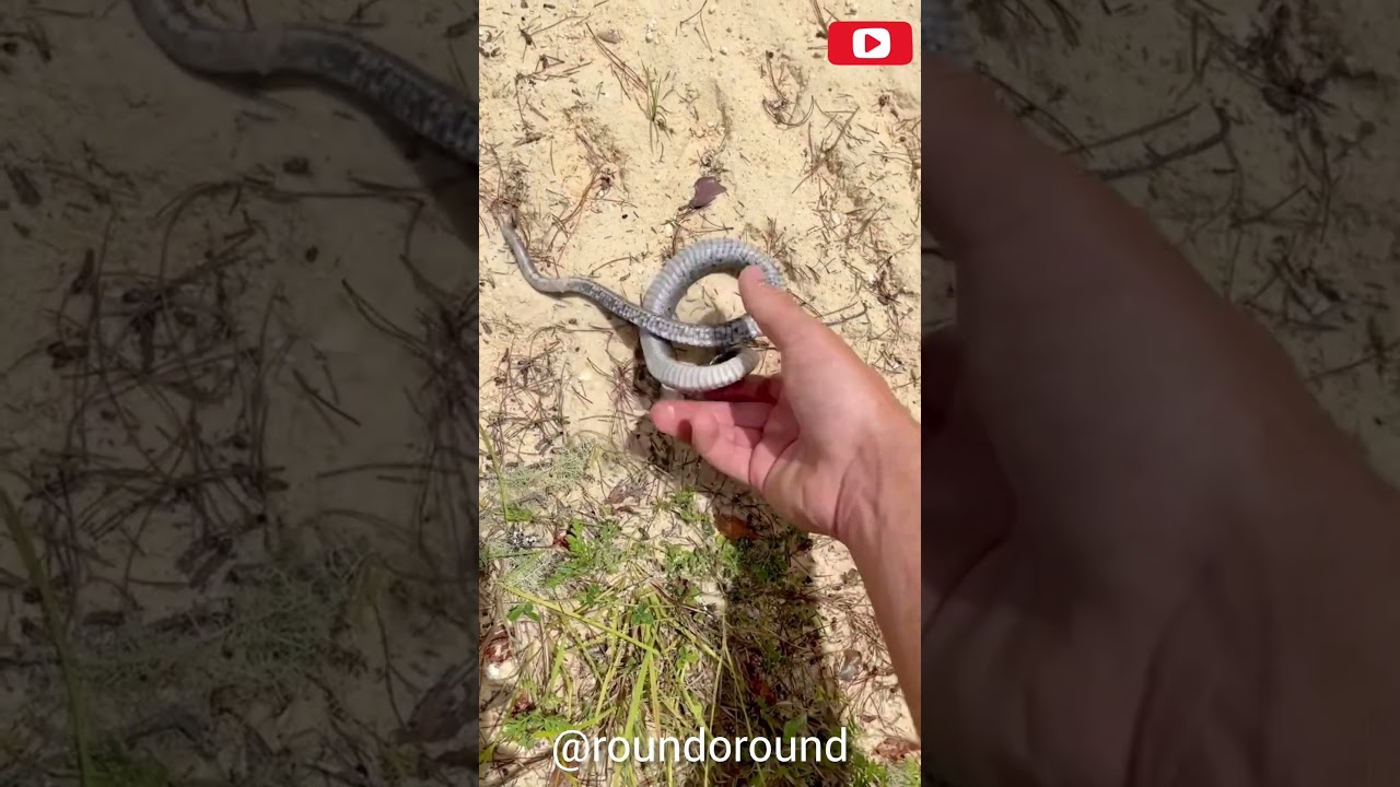 😱💥Dengerous animal💥😱