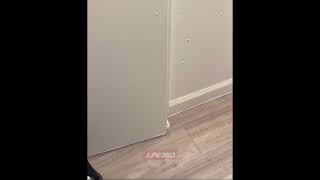 Cat opens door and peaks into bathroom