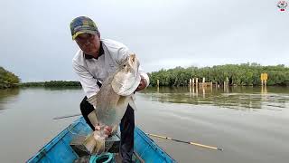 Fishing in rainy weather, this big Barramundi fish is very difficult to catch