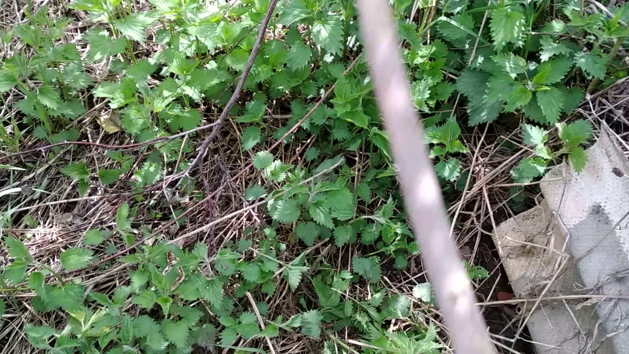 Палка для битья крапивы Озон