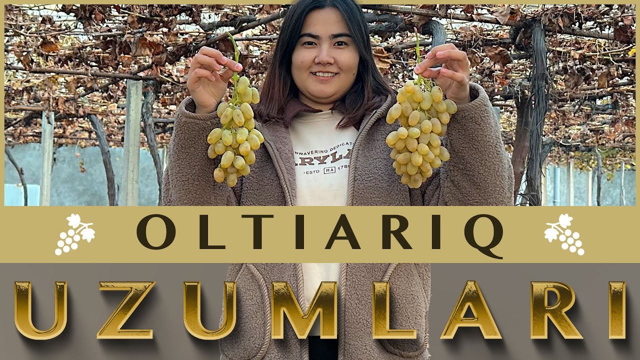 OLTIARIQDA OG'IZGA SIG'MAYDIGAN GIGANT UZUMLAR / MUHABBAT BILAN