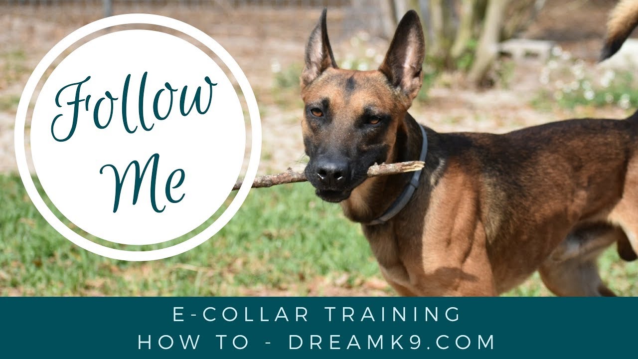 How to train FOLLOW ME with e-collar - small dog - DreamK9.com