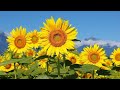 BEAUTIFUL SUNFLOWERS RELAXING MUSIC 