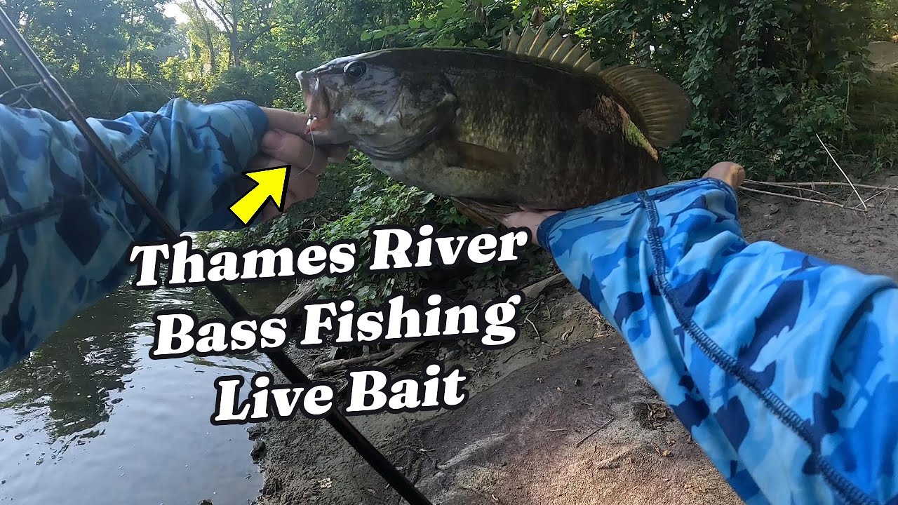 Thames River Bass Fishing Live Bait