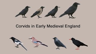 Crows and Corvids in Early Medieval England