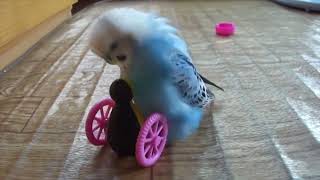 Funny Parrots Videos Compilation cute moment of the animals - Cutest Parrots #4