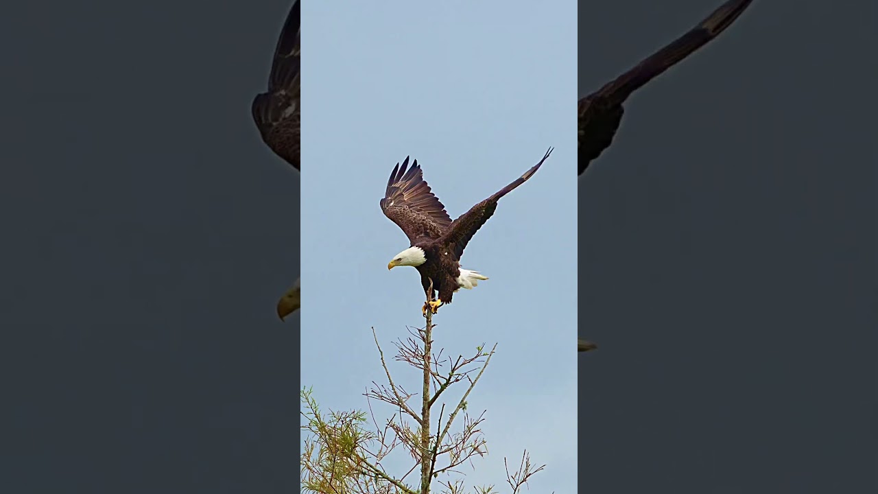 Eagle lands on top of a tree. 