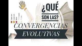 ¿Por qué estos animales se PARECEN? | CONVERGENCIAS EVOLUTIVAS