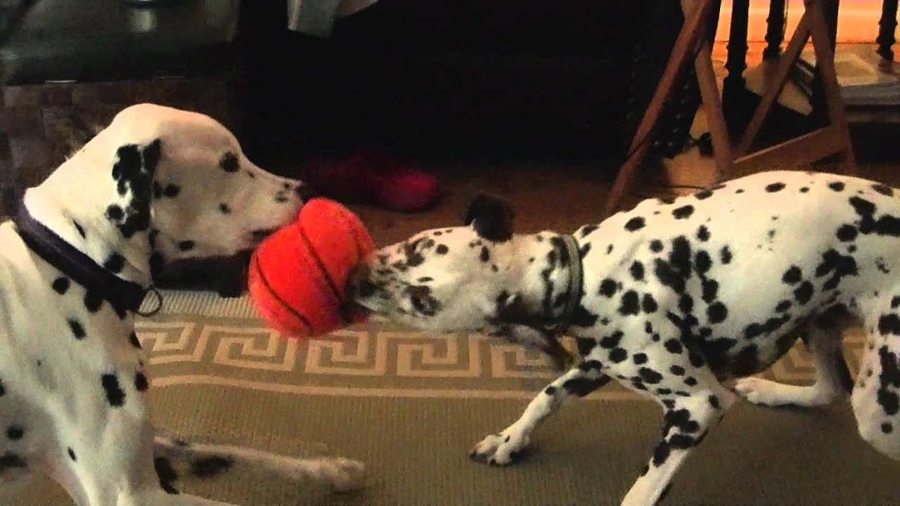 How to destroy a basketball in under 5 minutes