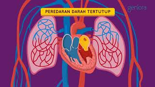 Sistem Peredaran Darah Kecil dan Peredaran Darah Besar
