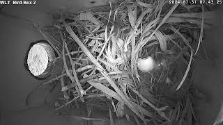 WLT Bird Box 2: House Wren Nest