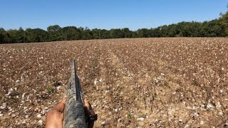 SC DEER HUNTING WITH DOGS PLENTY ACTION ‼️ KILL SHOT ON CAM‼️‼️‼️