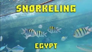 Snorkeling Egypt