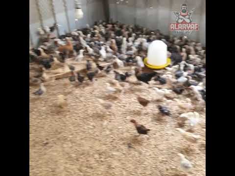 صوص دجاج بلدي من إنتاج مزرعتنا