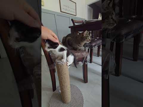Perseus & Kaiden #cats