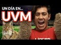 Un día en UVM | ¿Qué ofrece? ¿Qué tan buena es?