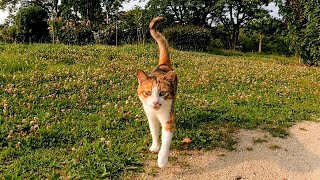 トコトコ歩いてきて突然ゴロンと横になる三毛猫が可愛過ぎる