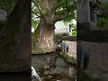 A 1000 year-old tree above🌳A hidden underwater world below *特別な許可を得て撮影してます #underwater #水中撮影 #水中映像