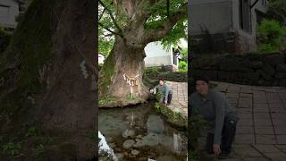 A 1000 Yearold Tree Abovea Hidden Underwater World Below  underwater  