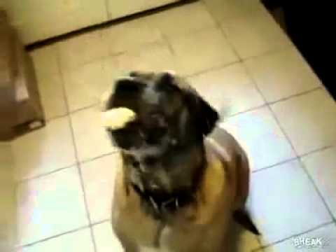 Dog Eats Bean Burrito In One Second Dog Eats Bean Burrito In One Second