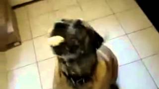 Dog eats Bean Burrito in 1 second