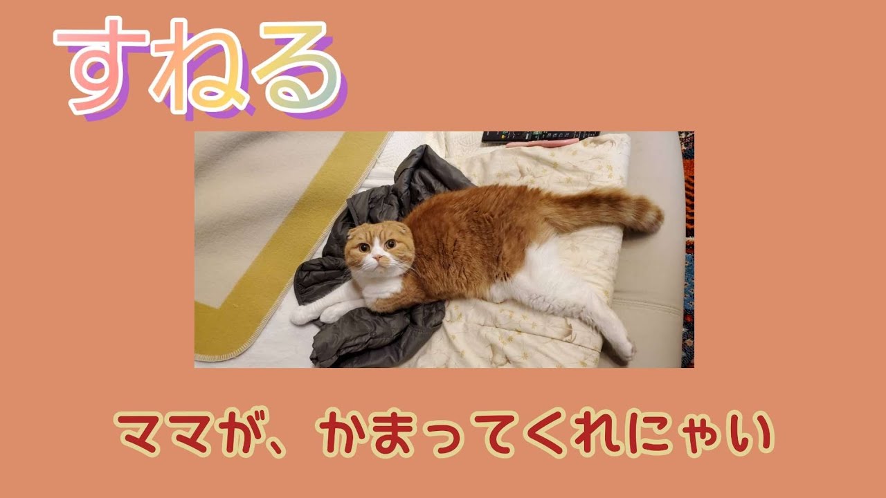 『すねる』なかなかかまってもらえないとするジミな行動でこんな風 - YouTube