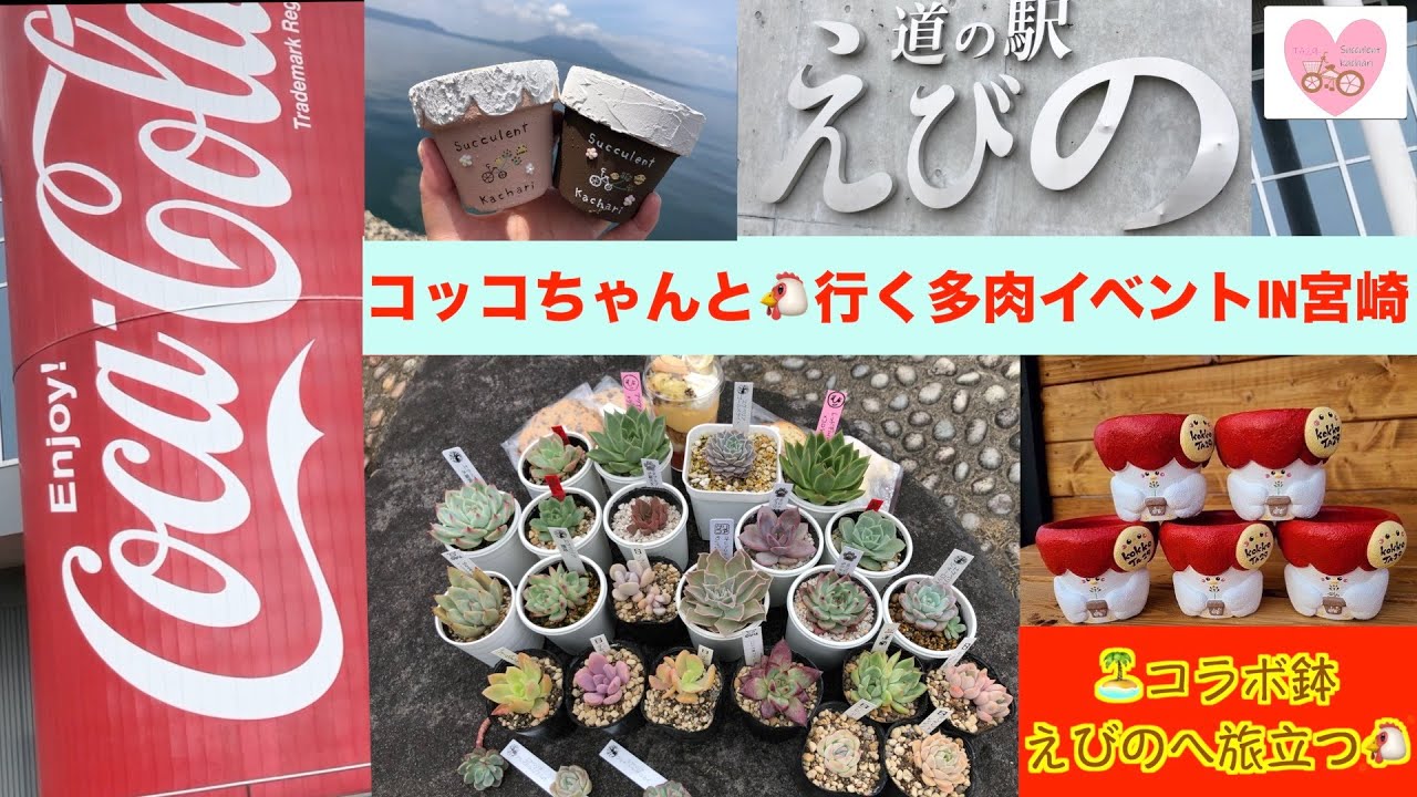 【多肉植物・イベント】コッコちゃんと行く多肉イベントIN宮崎えびの道の駅＆コカコーラ場で撮影