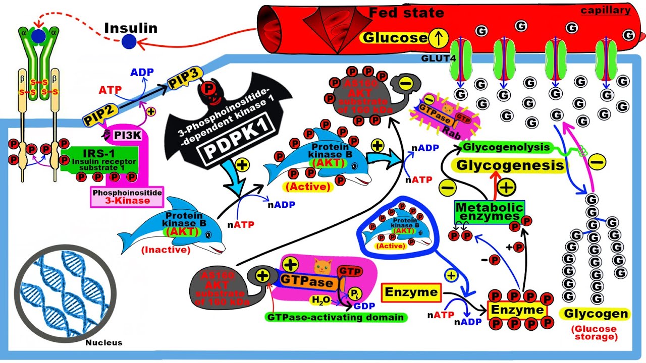 Insulin Transduction Pathway - YouTube