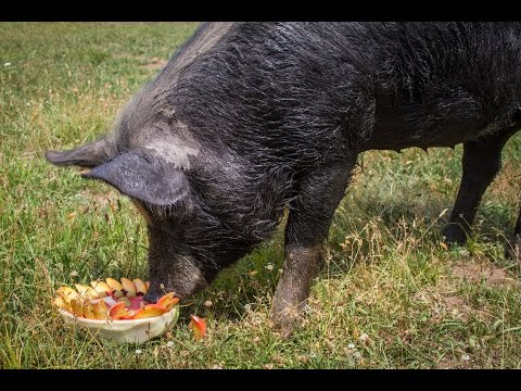 Birthday Girl: Lexi the Pig is One Year Old