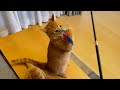 毎日が大運動会になる猫が可愛い cute cat that makes every day a big athletic meet