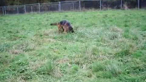 Zeus playing 3rd November 2015