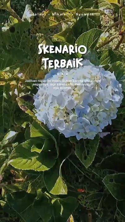 skenario terbaik #quotes #katahatimotivasi #shortvideo #storywa #music #masukberanda #trending