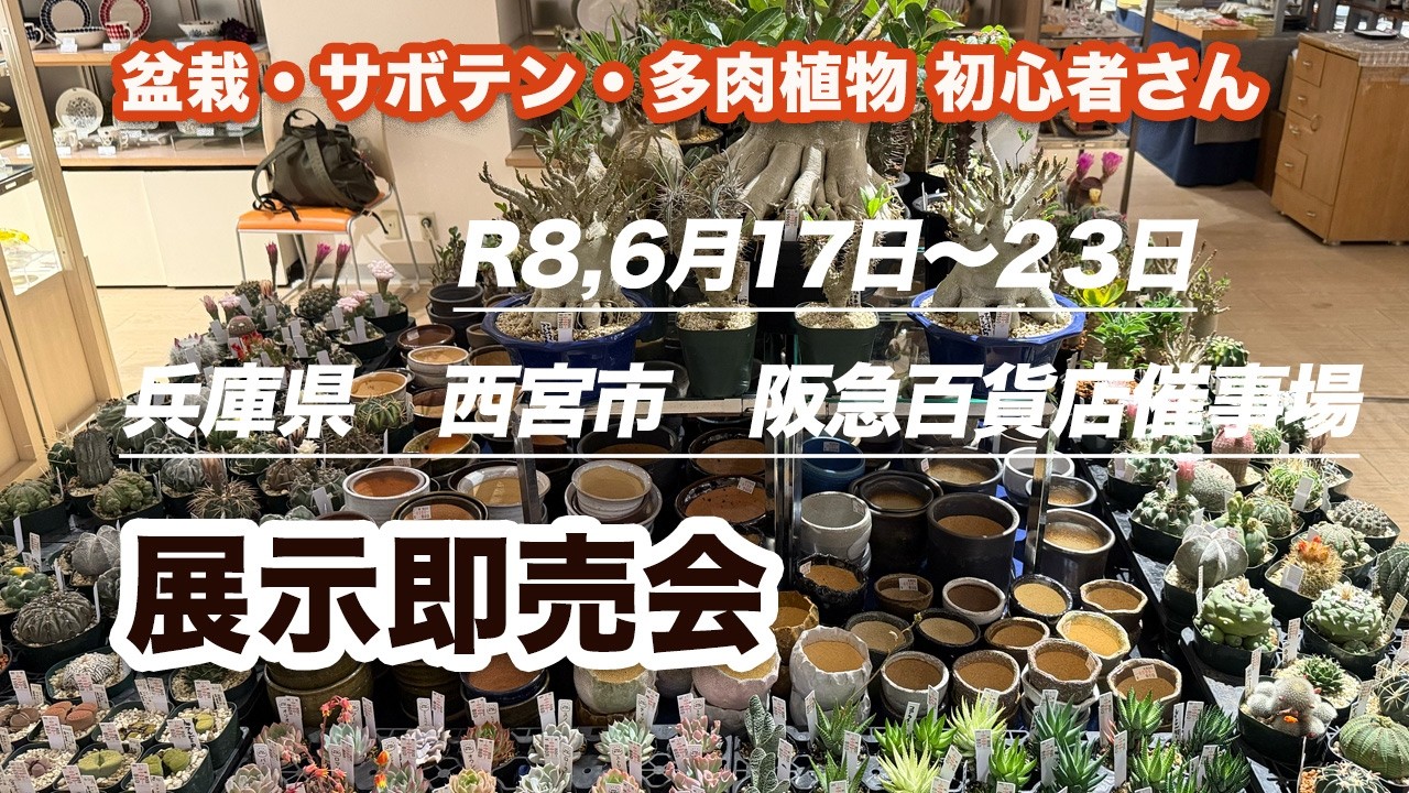 Cactus & Succulent Exhibition and Sale - June 2026 at Nishinomiya