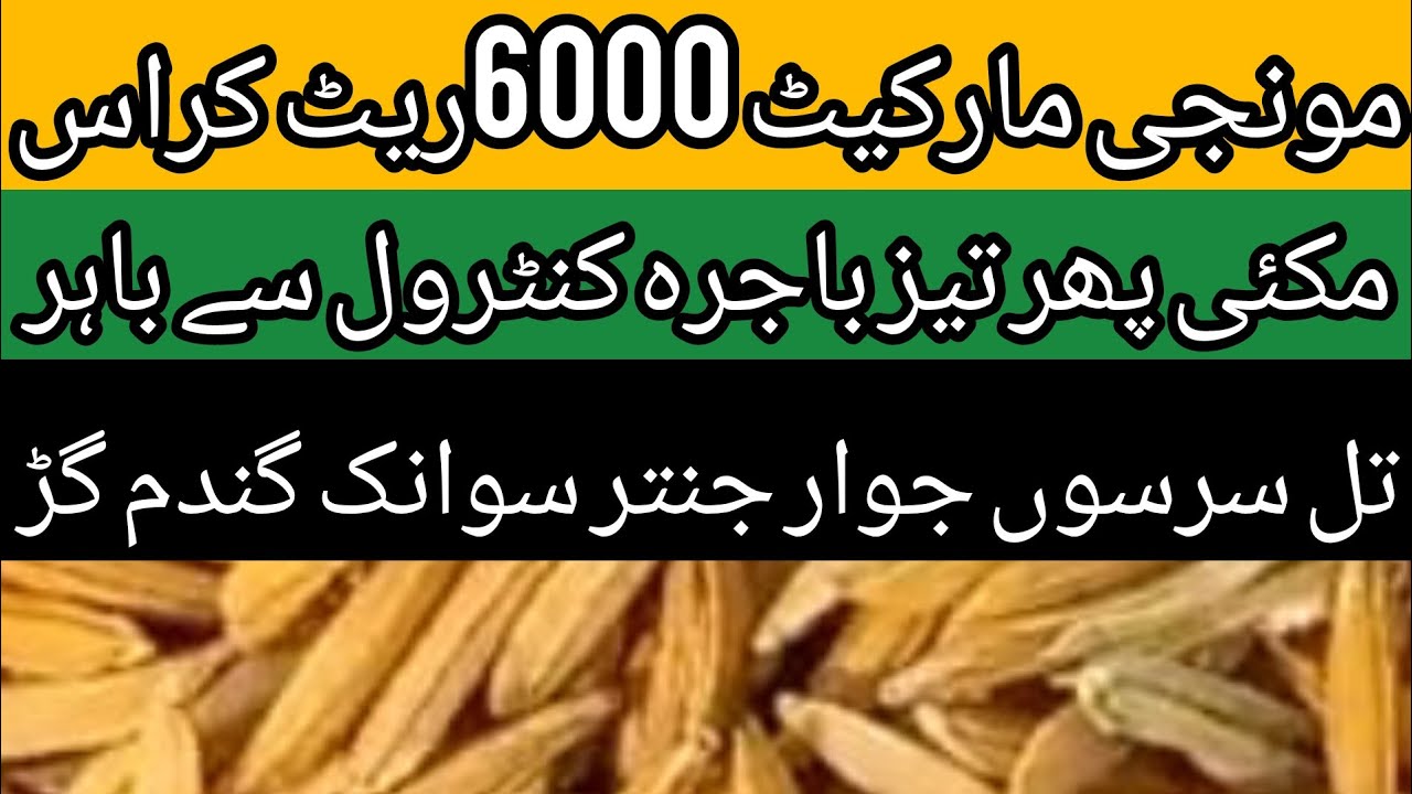 Wheat Price In Pakistan Maize Bajrah Munji Janter Jawar Till Sarson wheat-price-in-pakistan-maize-bajrah-munji-janter-jawar-till-sarson