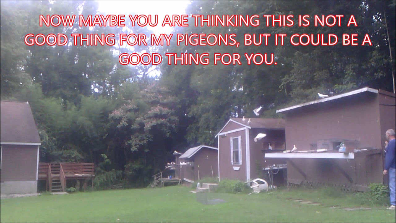 racing pigeons trailer YouTube