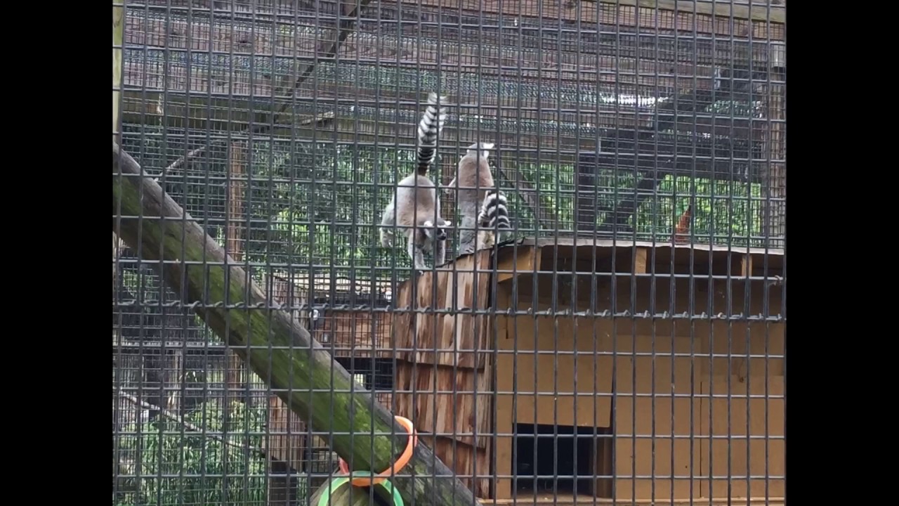 camera iphone 8 plus apk Our Adventure At The Texas Zoo