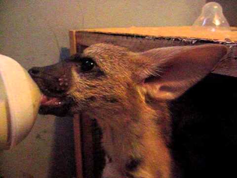 aardwolf