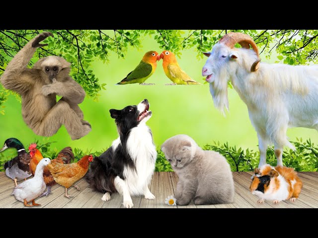 Suara Hewan - Sapi, Anjing, Kucing, Burung Beo, Kambing - Hewan yang Akrab class=
