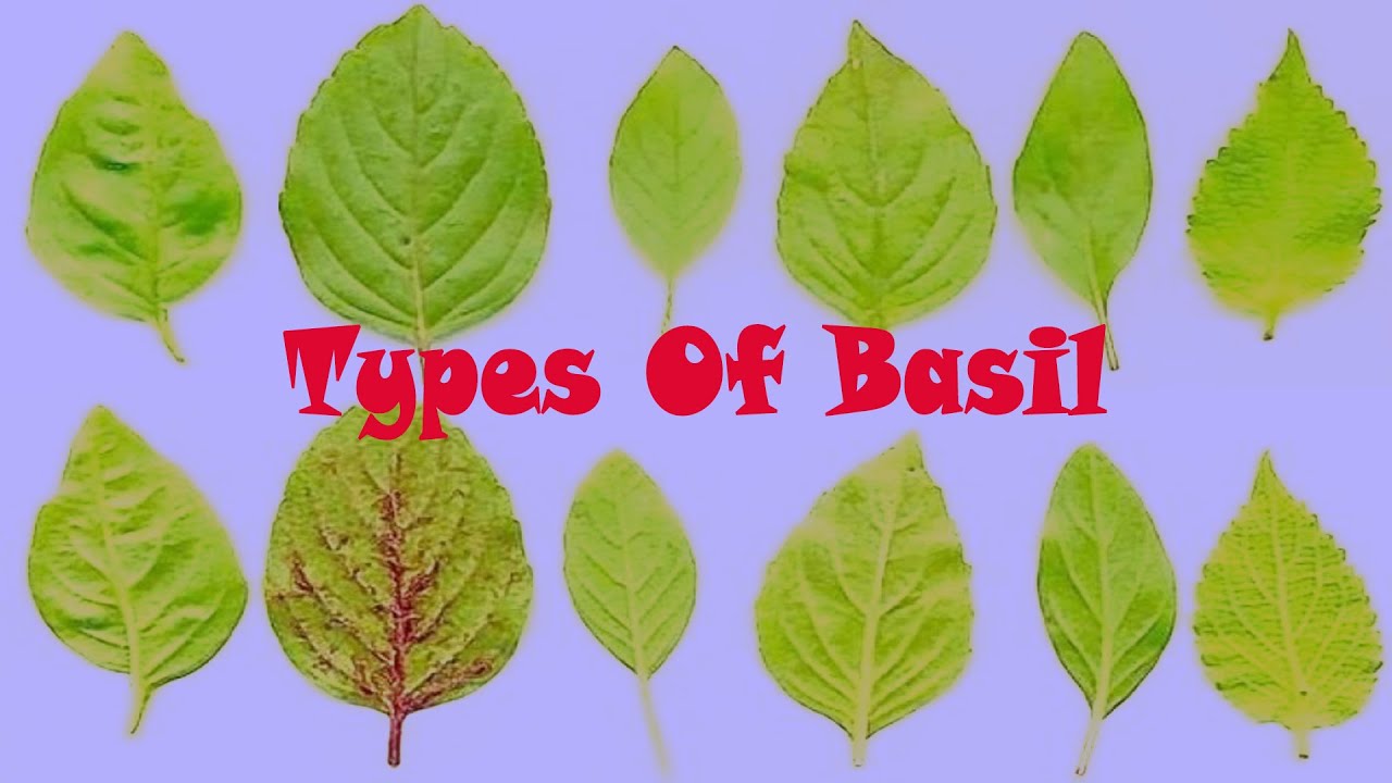Basil type, Basil varieties, Basil uses in Culinary and Medical value ...