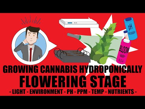 How To Grow Hydroponically During the FLOWERING Stage Of Growth