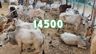 sabse saste bade janwar in Malakpet near watertank | desi bulls in Hyderabad old Malakpet