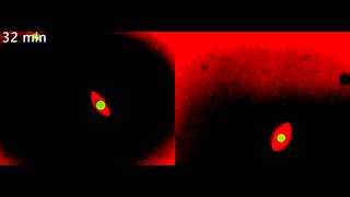 Mitotic Spindle Assembly around RCC1-Coated Beads in Xenopus Egg Extracts (No. 4)
